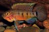 Apistogramma paulmuelleri Römer, 2013JG_UPLOAD_IMAGENAME_SEPARATOR1