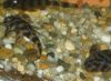 L168 butterfly plecoJG_UPLOAD_IMAGENAME_SEPARATOR1