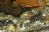 L168 butterfly plecoJG_UPLOAD_IMAGENAME_SEPARATOR1